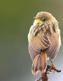 号声扇尾莺 / Winding Cisticola / Cisticola marginatus