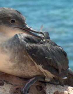 巴利阿里鹱 / Balearic Shearwater / Puffinus mauretanicus