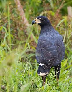 大黑鸡鵟 / Great Black Hawk / Buteogallus urubitinga
