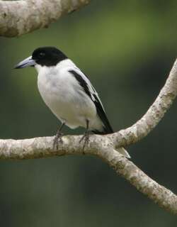 白喉钟鹊 / Black-backed Butcherbird / Cracticus mentalis