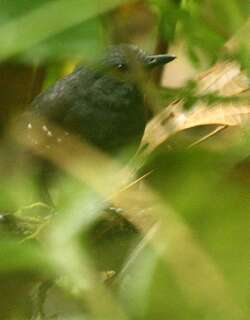 埃斯蚁鸟 / Esmeraldas Antbird / Sipia nigricauda