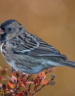 赫氏带鹀 / Harris’s Sparrow / Zonotrichia querula