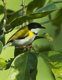 黑顶娇莺 / Black-capped Apalis / Apalis nigriceps