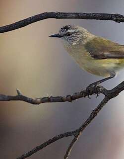 黄尾刺嘴莺 / Yellow-rumped Thornbill / Acanthiza chrysorrhoa