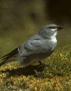 白翅迪卡雀 / White-winged Diuca Finch / Idiopsar speculiferus