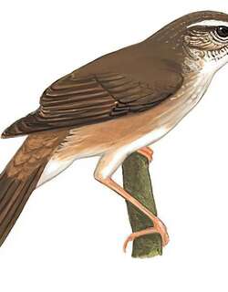 苍眉蝗莺 / Gray’s Grasshopper Warbler / Helopsaltes fasciolatus