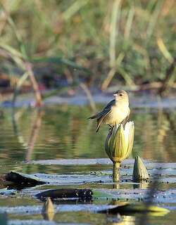 加丹加黑脸织雀 / Katanga Masked Weaver / Ploceus katangae