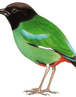 绿胸八色鸫 / Hooded Pitta / Pitta sordida