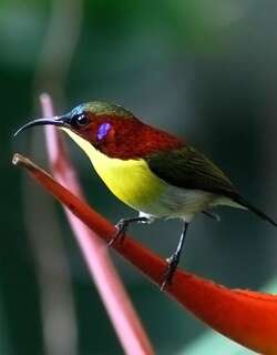 丽色太阳鸟 / Handsome Sunbird / Aethopyga bella