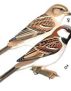 家麻雀 / House Sparrow / Passer domesticus