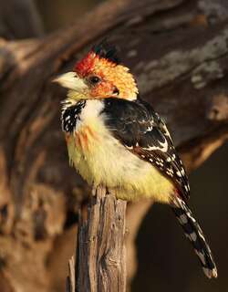 南非拟䴕 / Crested Barbet / Trachyphonus vaillantii