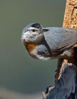克氏䴓 / Krüper’s Nuthatch / Sitta krueperi