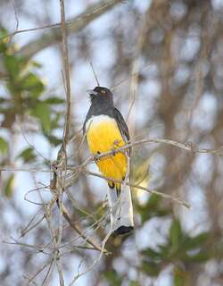 黄纹美洲咬鹃 / Citreoline Trogon / Trogon citreolus