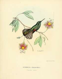 白尾蜂鸟 / White-tailed Hummingbird / Eupherusa poliocerca