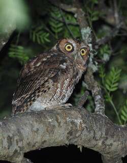 长簇角鸮 / Long-tufted Screech Owl / Megascops sanctaecatarinae