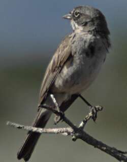 艾草漠鹀 / Sagebrush Sparrow / Artemisiospiza nevadensis
