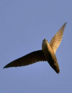 烟囱雨燕 / Chimney Swift / Chaetura pelagica
