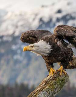 白头海雕 / Bald Eagle / Haliaeetus leucocephalus