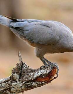 南非灰蕉鹃 / Grey Go-away-bird / Corythaixoides concolor