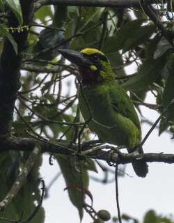 黑斑拟䴕 / Black-banded Barbet / Psilopogon javensis