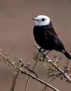 白头沼泽霸鹟 / White-headed Marsh Tyrant / Arundinicola leucocephala