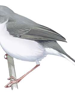 昆圭娇莺 / Kungwe Apalis / Apalis argentea