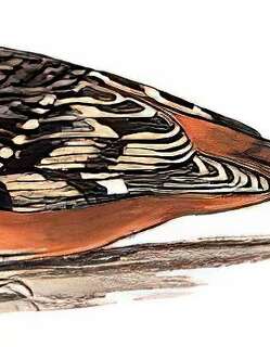 锈红腹旋木雀 / Rusty-flanked Treecreeper / Certhia nipalensis