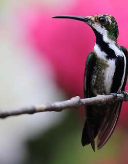 黑喉芒果蜂鸟 / Black-throated Mango / Anthracothorax nigricollis