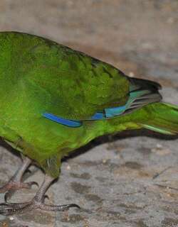黄额鹦鹉 / Yellow-crowned Parakeet / Cyanoramphus auriceps