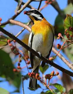 纹头唐纳雀 / Western Spindalis / Spindalis zena