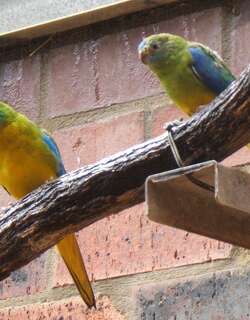 绿宝石鹦鹉 / Turquoise Parrot / Neophema pulchella
