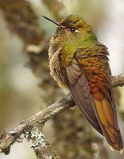 铜尾尖嘴蜂鸟 / Bronze-tailed Thornbill / Chalcostigma heteropogon