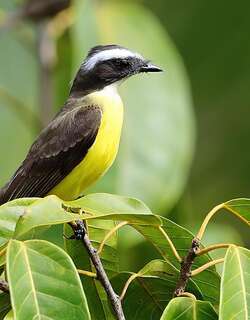 群栖短嘴霸鹟 / Social Flycatcher / Myiozetetes similis
