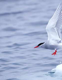 南极燕鸥 / Antarctic Tern / Sterna vittata