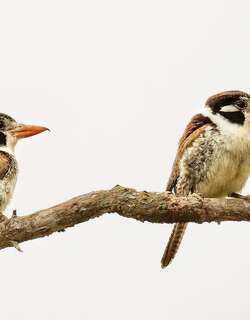 白耳蓬头䴕 / White-eared Puffbird / Nystalus chacuru