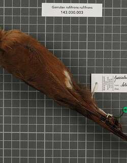 红额噪鹛 / Rufous-fronted Laughingthrush / Garrulax rufifrons