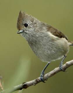 纯色冠山雀 / Oak Titmouse / Baeolophus inornatus