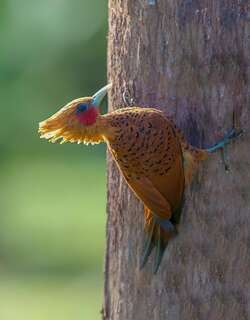 南美栗啄木鸟 / Chestnut Woodpecker / Celeus elegans