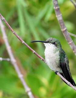 黑胸芒果蜂鸟 / Antillean Mango / Anthracothorax dominicus