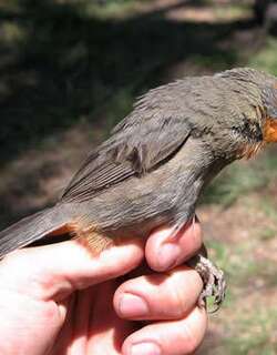 图库曼歌鹀 / Tucuman Mountain Finch / Poospiza baeri