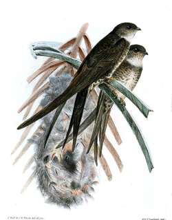 叉尾棕雨燕 / Neotropical Palm Swift / Tachornis squamata