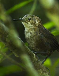 内氏鹪鹩 / Nava’s Wren / Hylorchilus navai