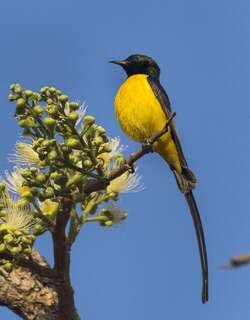 小直嘴太阳鸟 / Pygmy Sunbird / Hedydipna platura