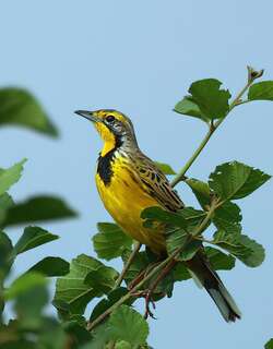 黄喉长爪鹡鸰 / Yellow-throated Longclaw / Macronyx croceus
