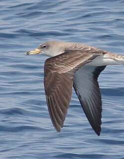 斯氏鹱 / Scopoli’s Shearwater / Calonectris diomedea