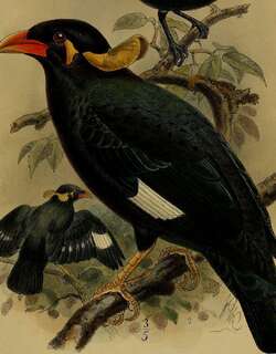 尼亚鹩哥 / Nias Hill Myna / Gracula robusta