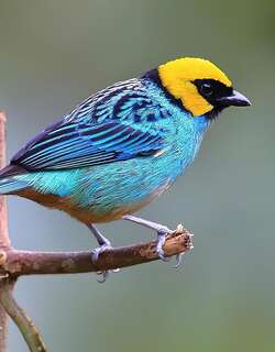黄顶唐加拉雀 / Saffron-crowned Tanager / Tangara xanthocephala