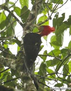 盔啄木鸟 / Helmeted Woodpecker / Celeus galeatus