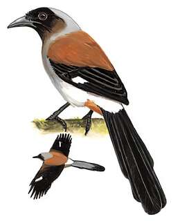 灰树鹊 / Grey Treepie / Dendrocitta formosae