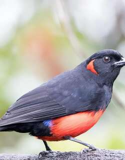 朱腹岭裸鼻雀 / Scarlet-bellied Mountain Tanager / Anisognathus igniventris